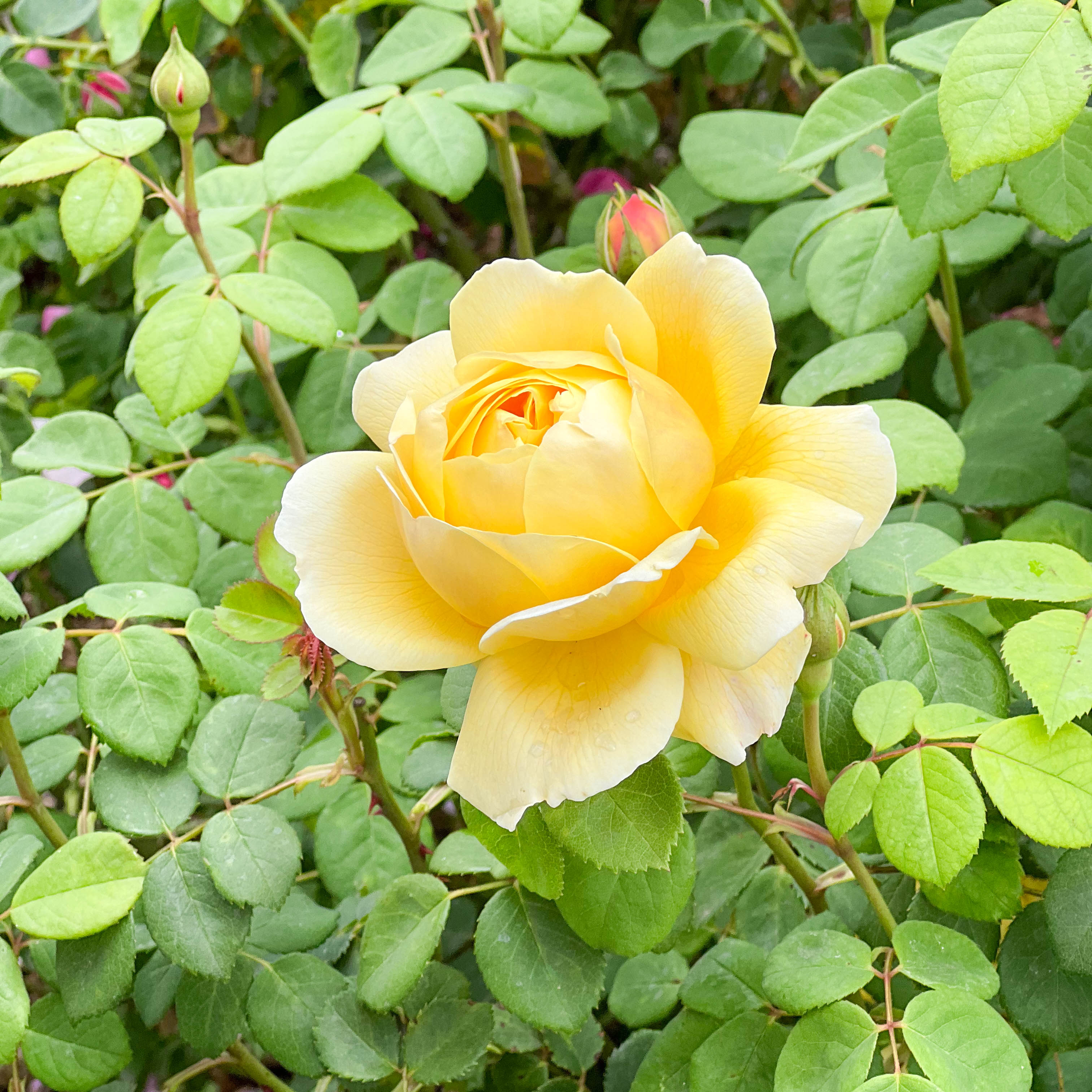 David Austin® Charles Darwin Potted Rose Bush