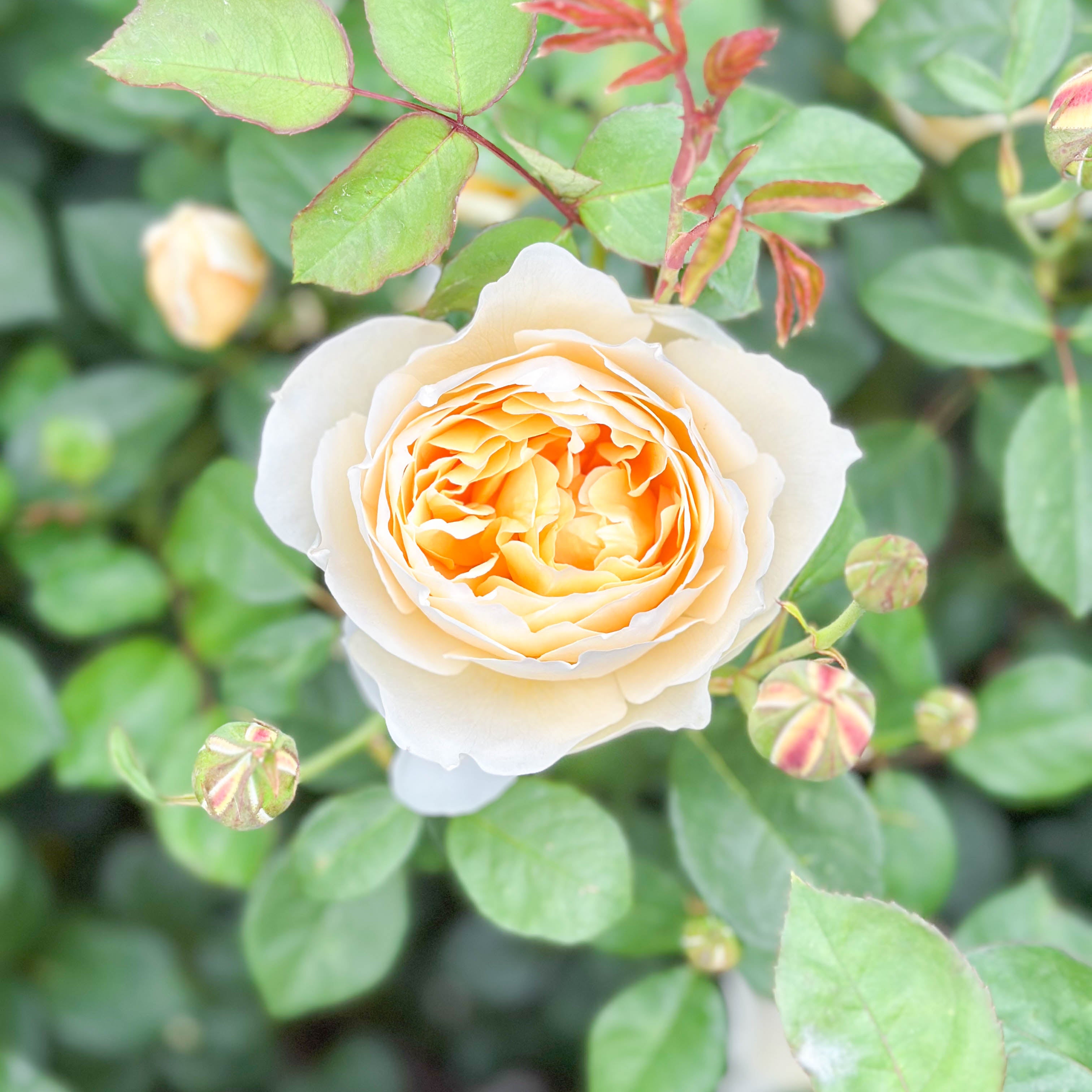 David Austin® Charlotte Potted Rose Bush