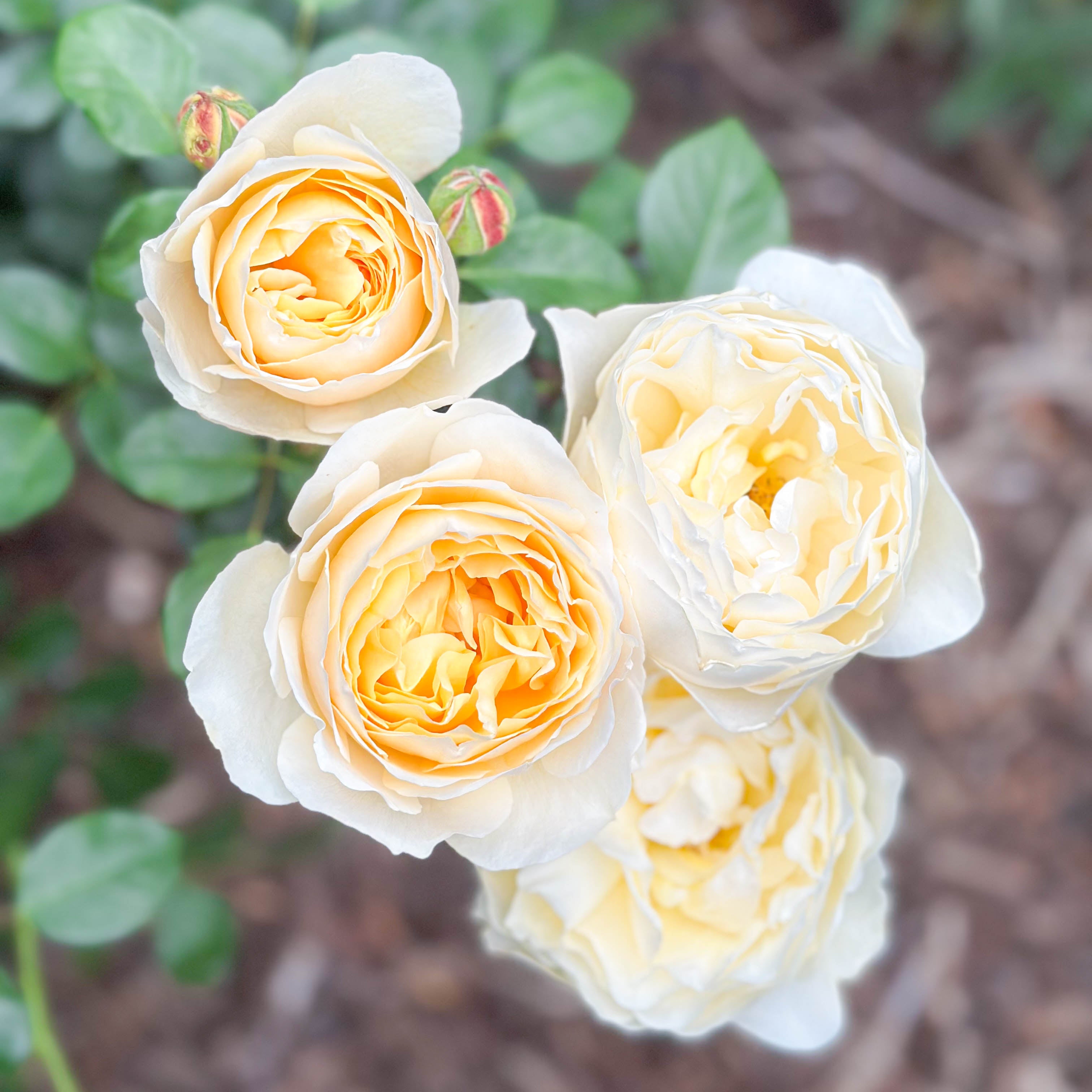 David Austin® Charlotte Potted Rose Bush