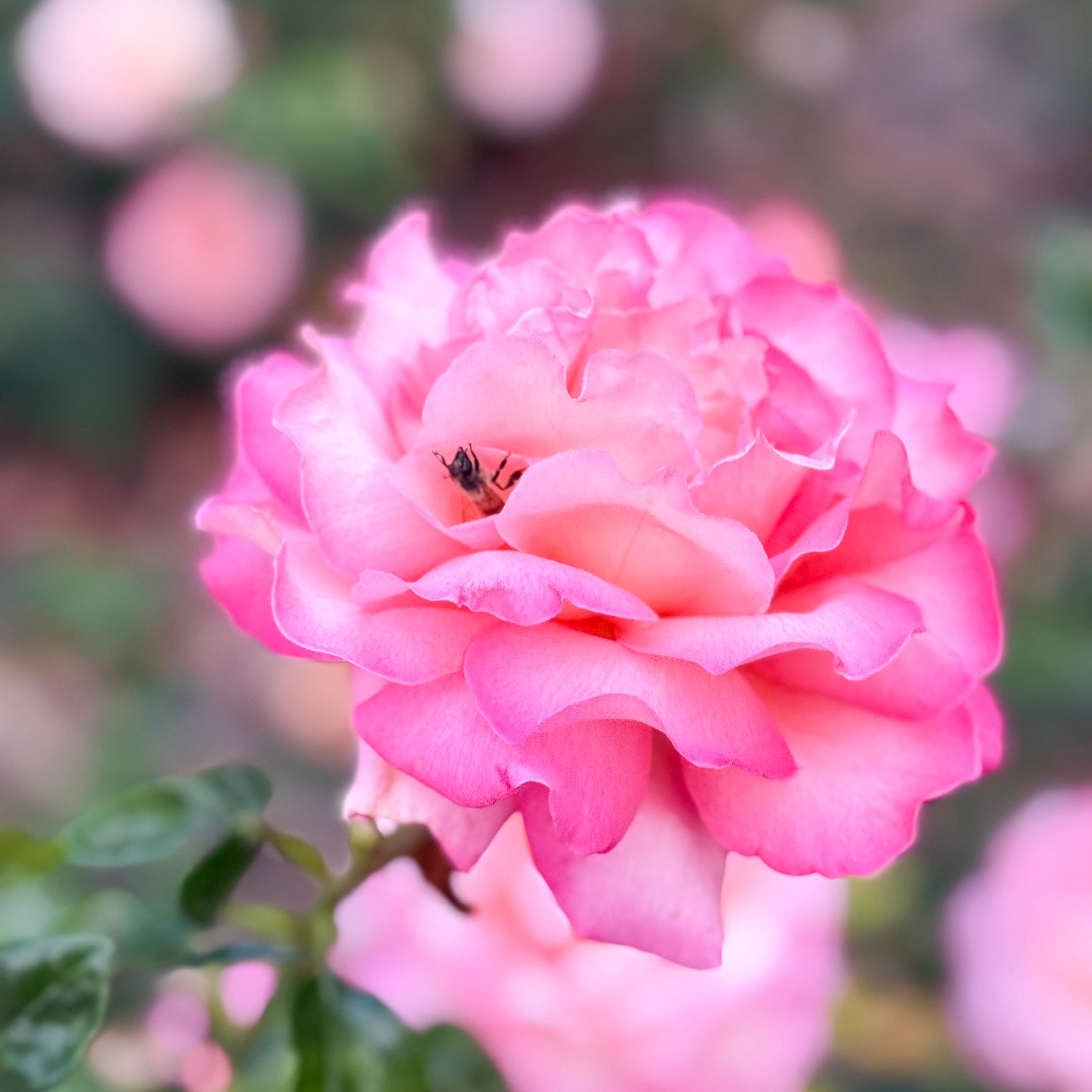 Chicago Peace™ Potted Rose Bush