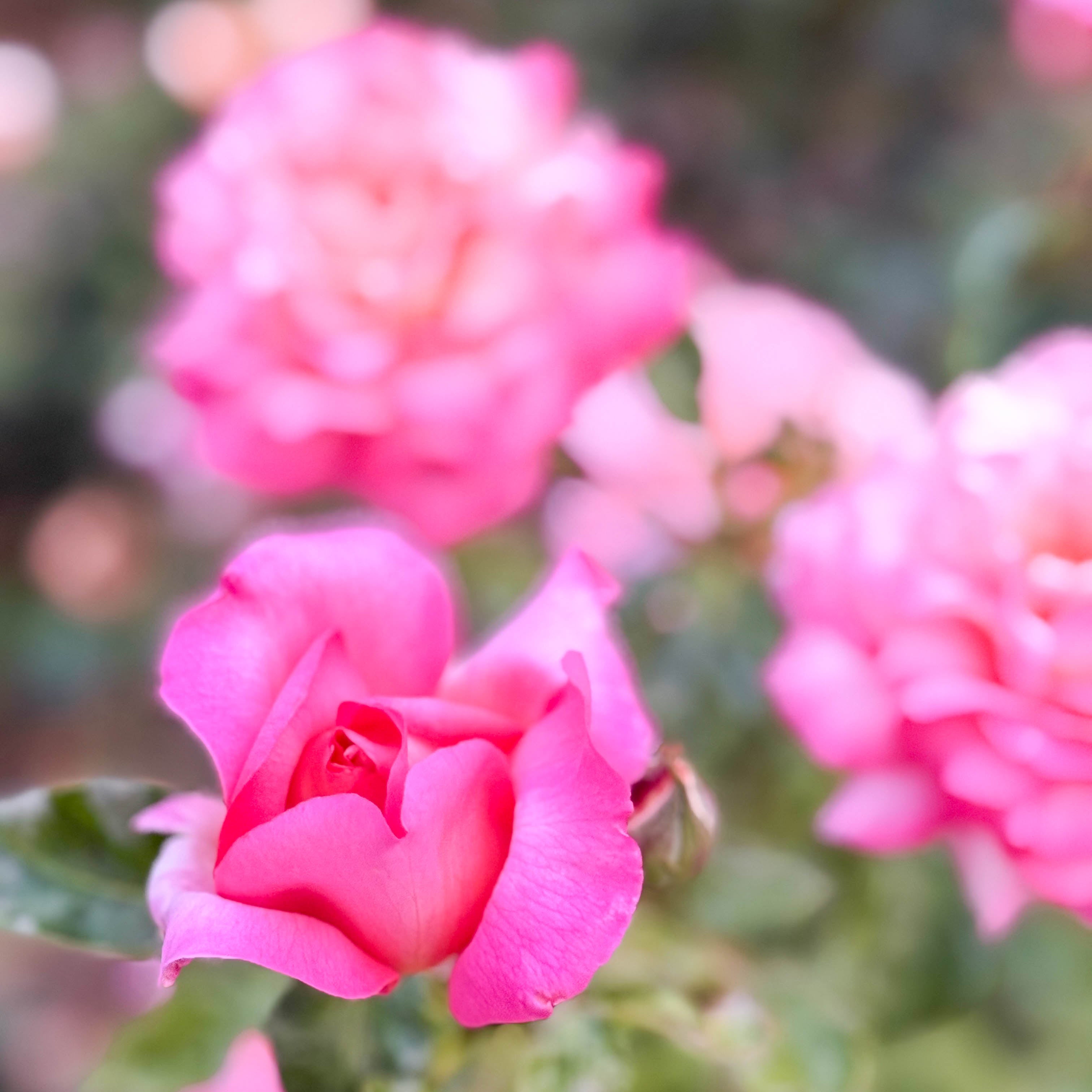 Chicago Peace Bare Root Rose Bush