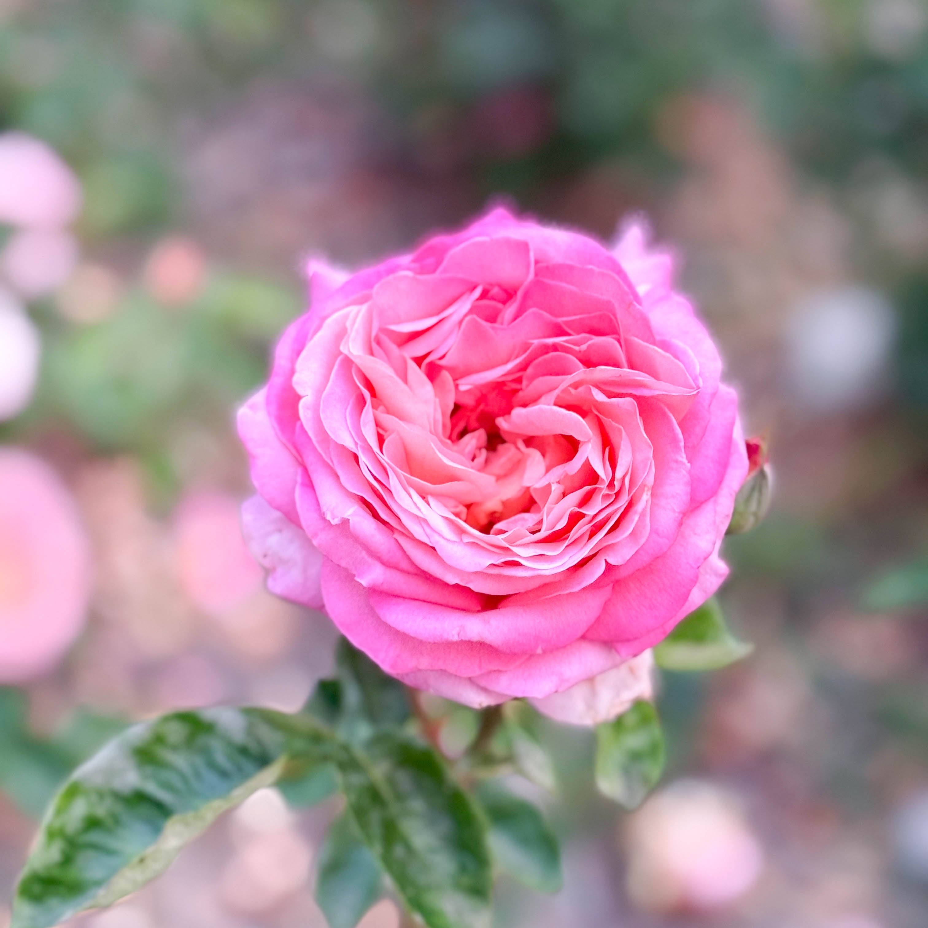 Chicago Peace™ Potted Rose Bush