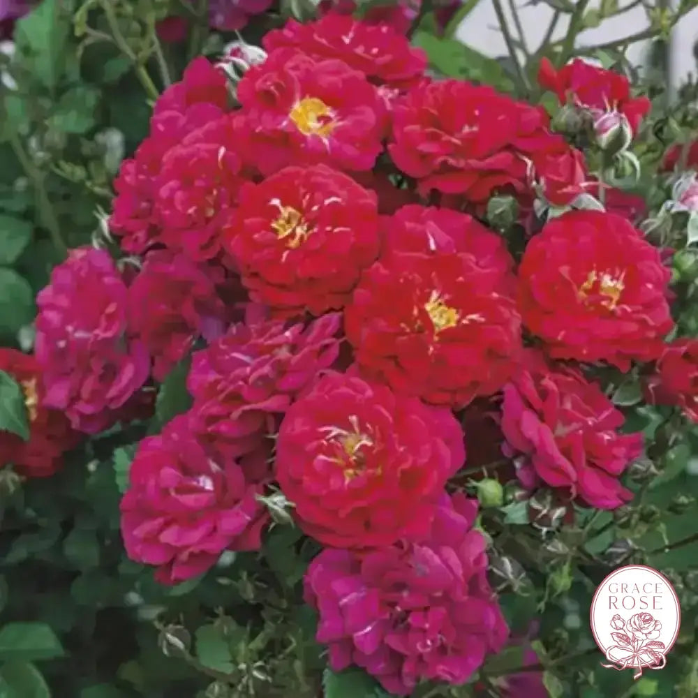 Children's Hope™ Potted Rose Bush