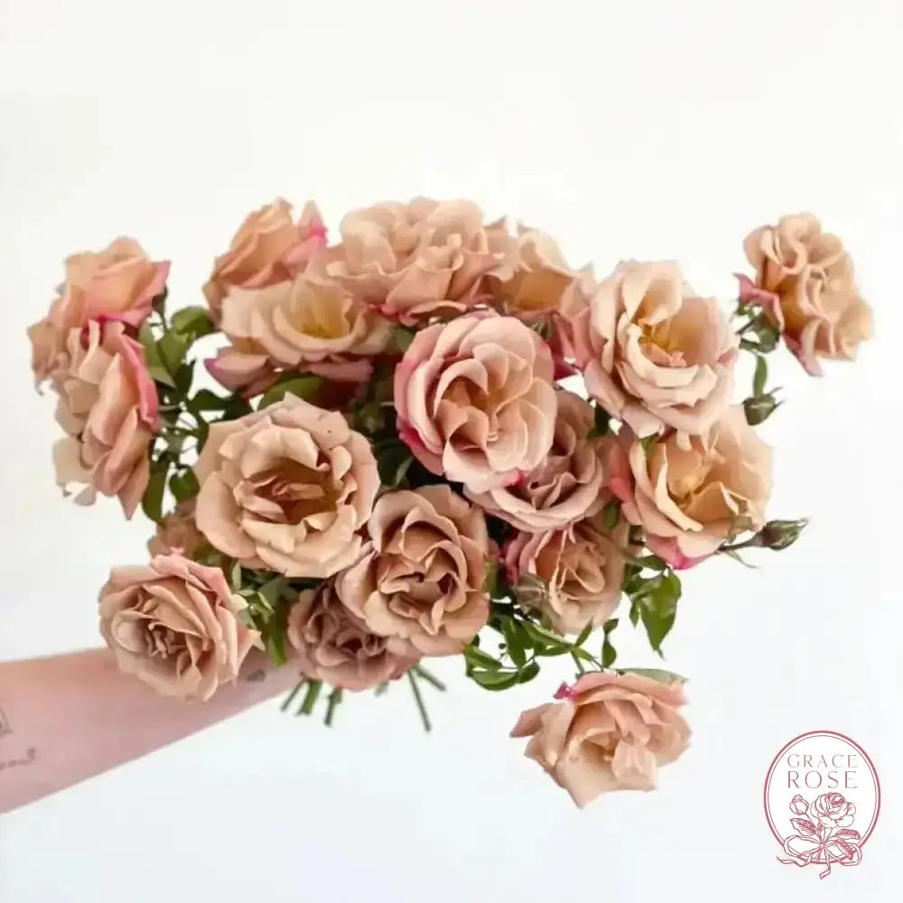 Connie's Sandstorm Potted Rose Bush