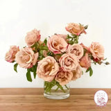 Connie's Sandstorm Potted Rose Bush