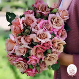 Connie's Sandstorm Potted Rose Bush