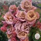 Connie's Sandstorm Potted Rose Bush