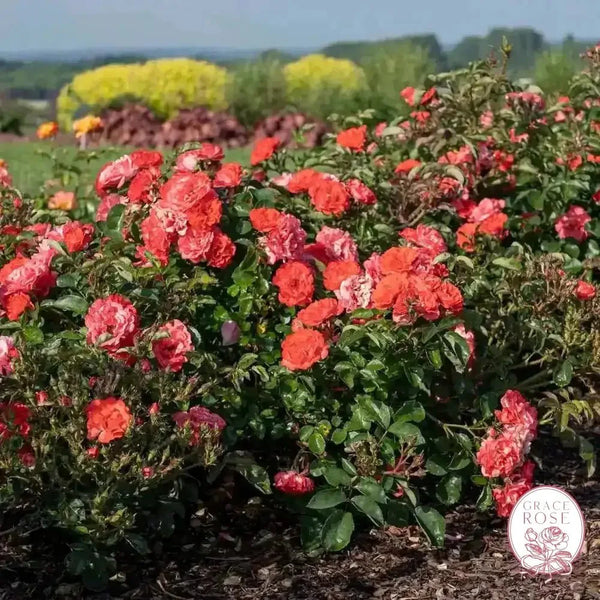 Coral Drift® Potted Tree Rose