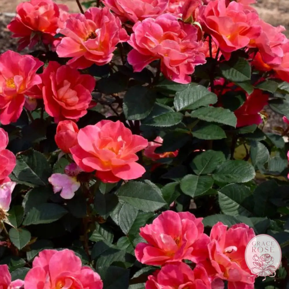 Coral Miracle™ Potted Rose Bush