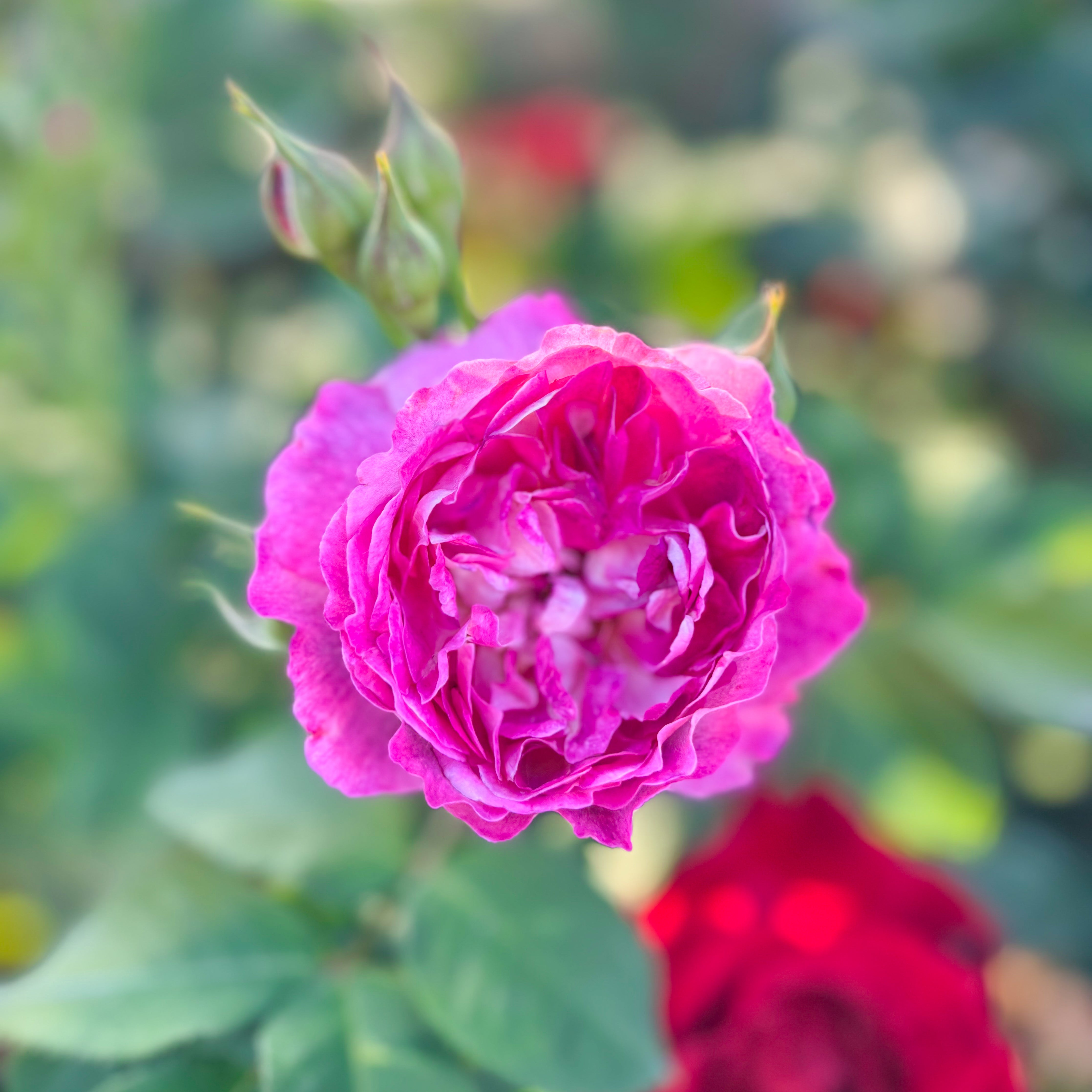 Cosmic Clouds™ Potted Rose Bush