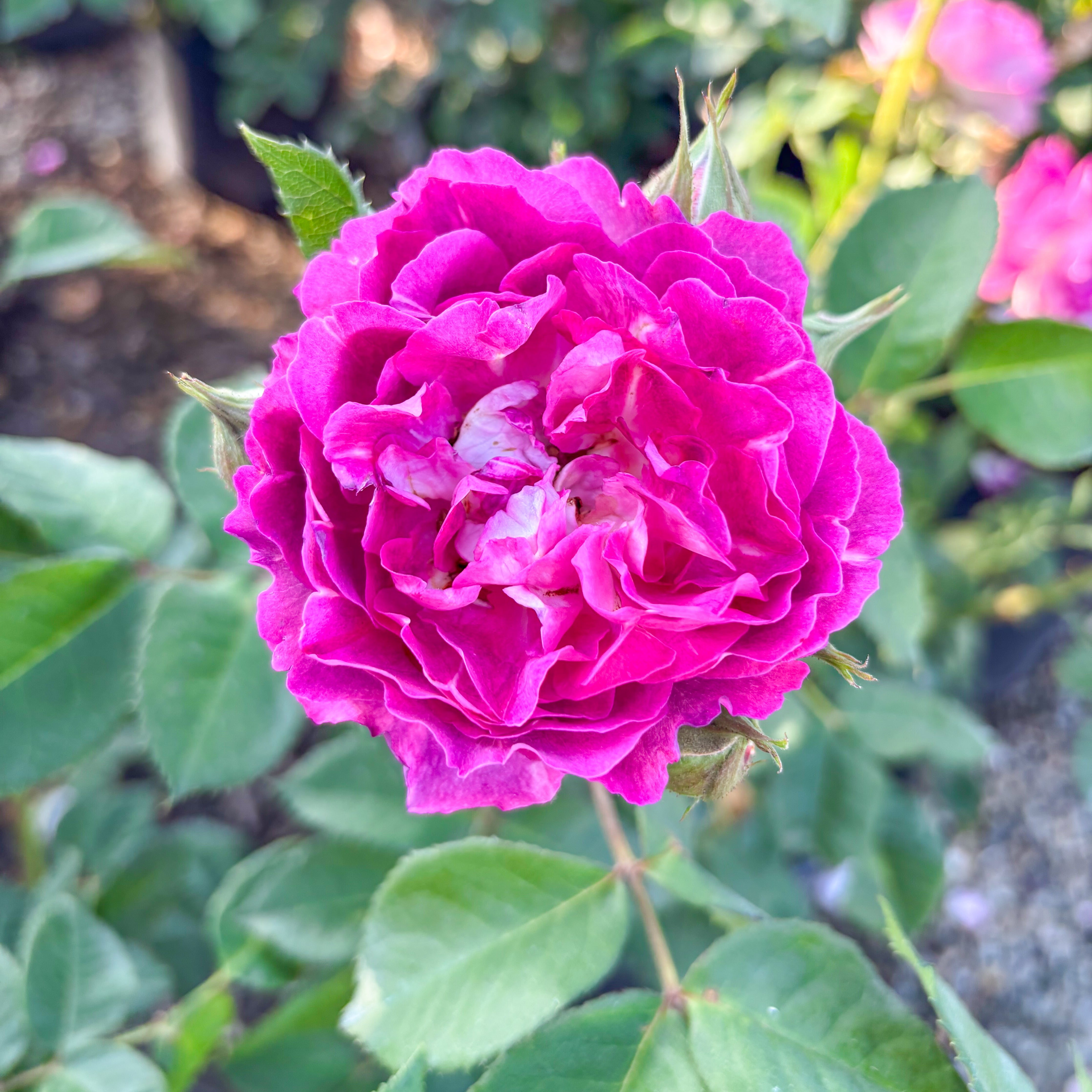 Cosmic Clouds™ Potted Rose Bush