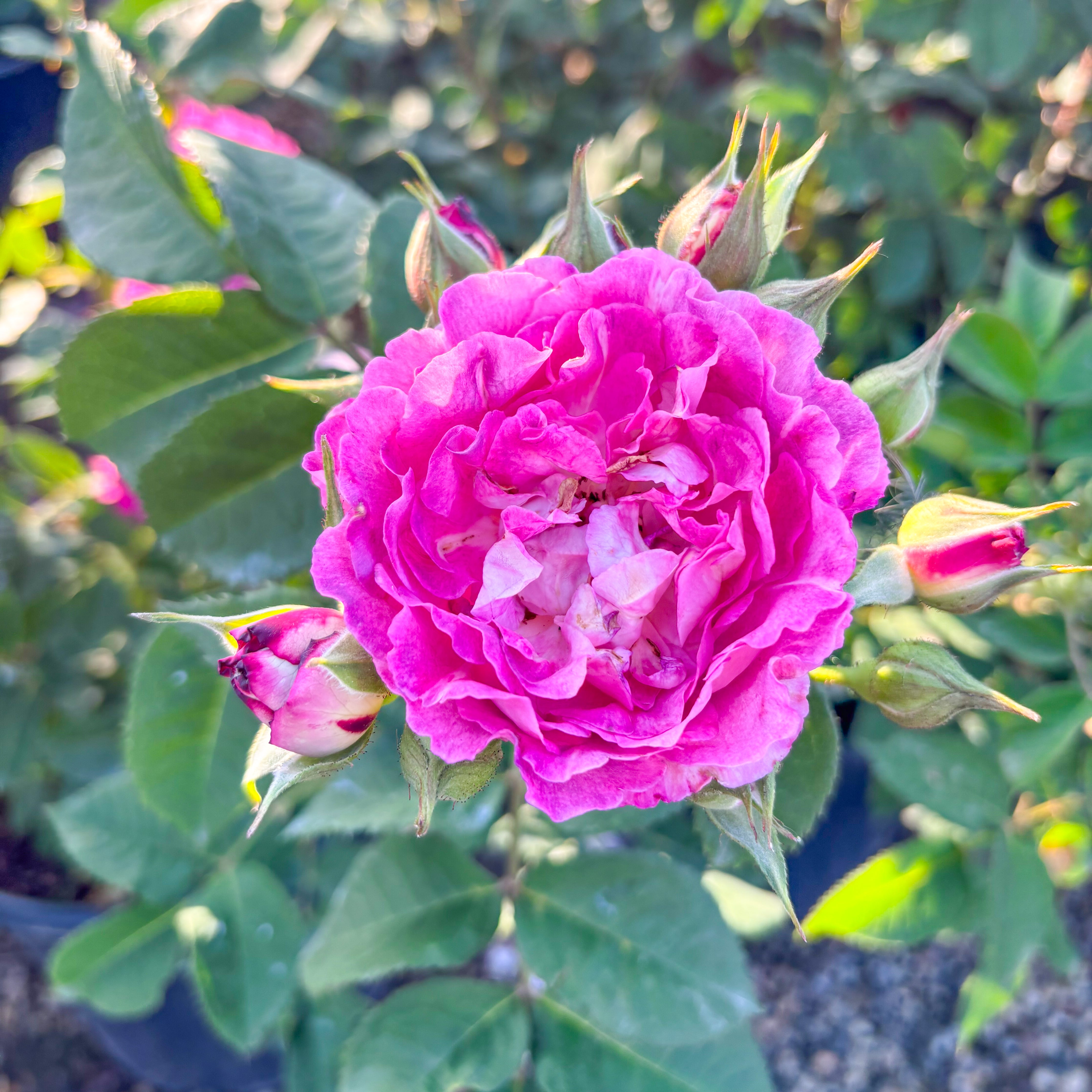 Cosmic Clouds™ Potted Rose Bush