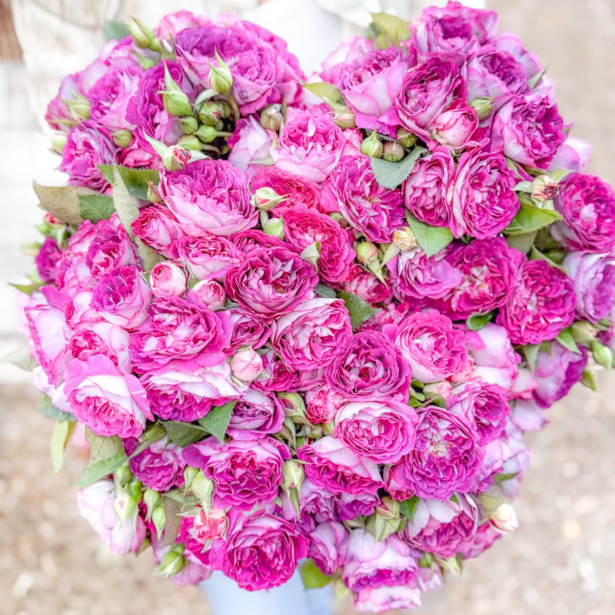 Cosmic Clouds™  Bare Root Climbing Rose