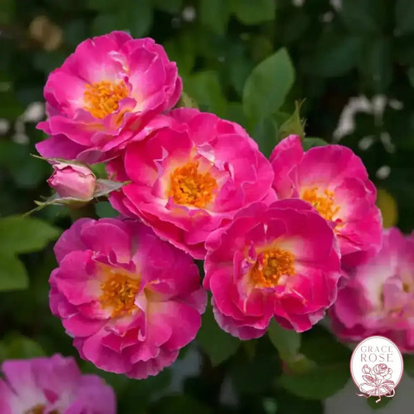 Cupid's Kisses™  Potted Climbing Rose