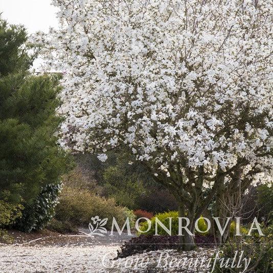 Magnolia 'Royal Star' Potted Magnolia Plant