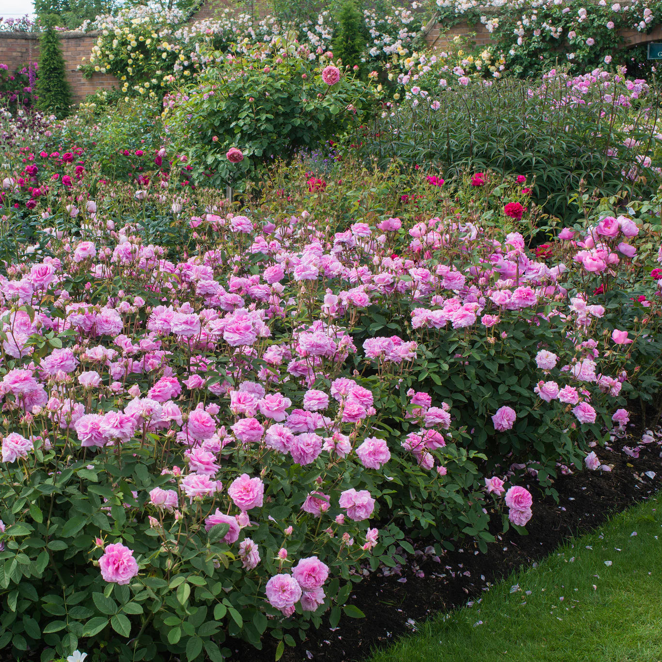 David Austin® The Mayflower® Potted Rose Bush
