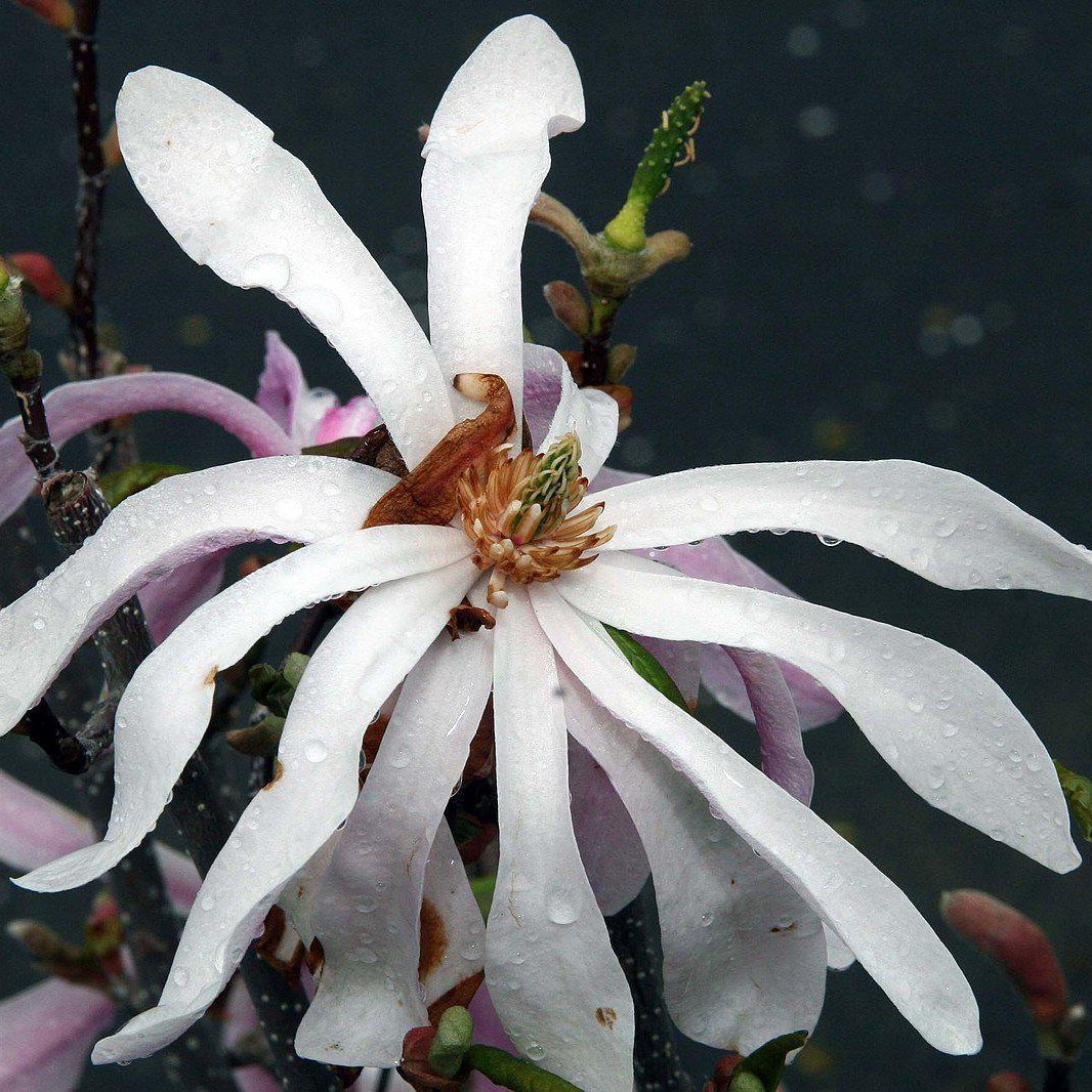 Magnolia 'Leonard Messel' Potted  Magnolia Plant
