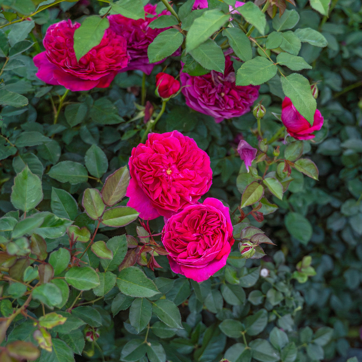 Darcey Bussell Bare Root Rose Bush