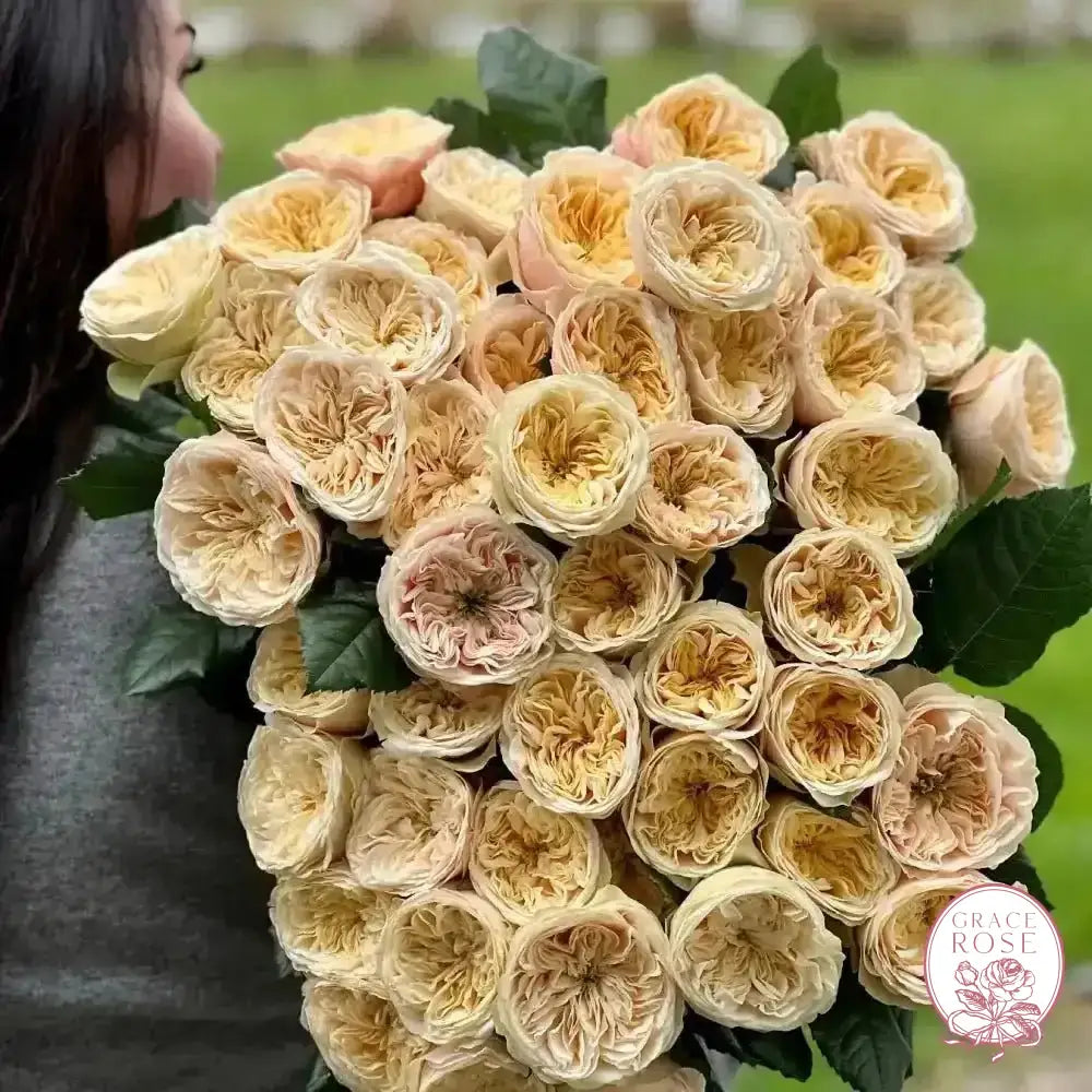 Darlington™ Potted Rose Bush