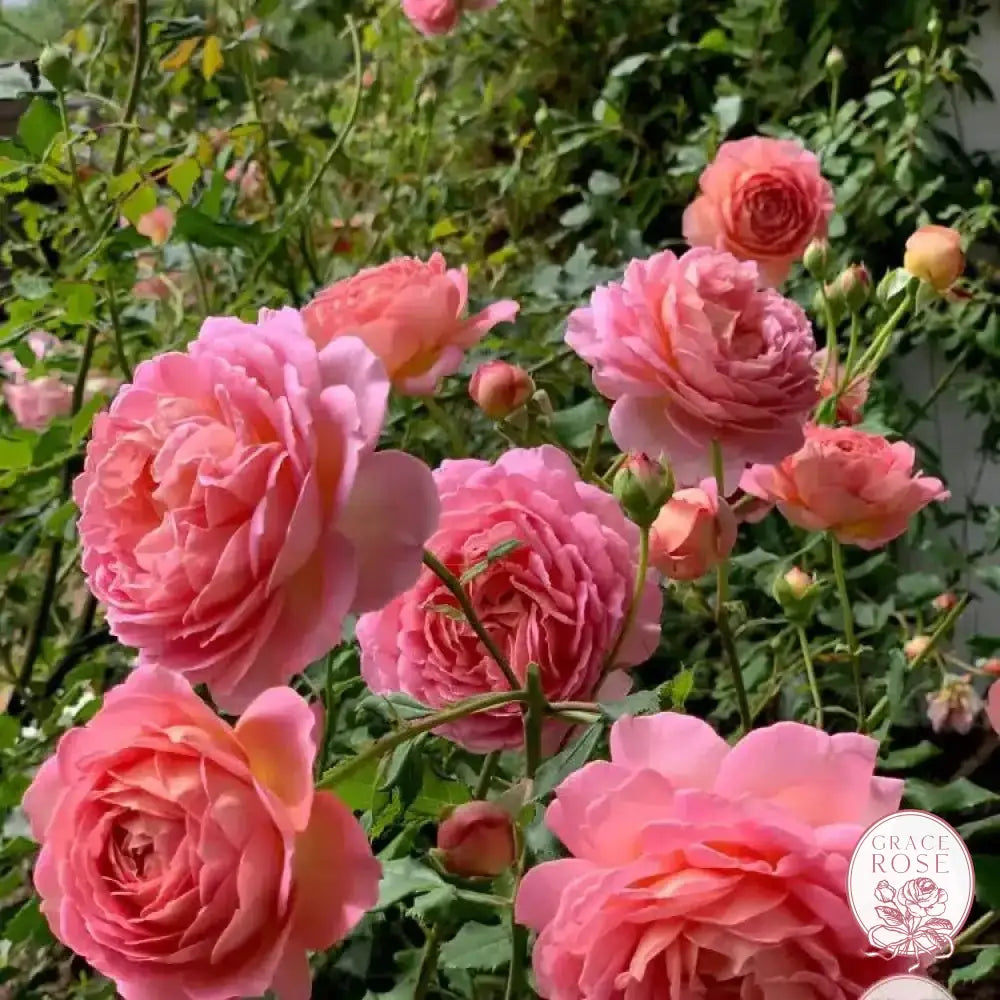 David Austin® AUShunter Potted Rose Bush