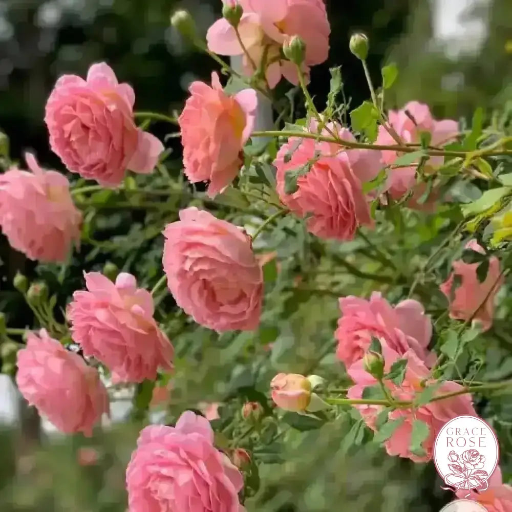 David Austin® AUShunter Potted Rose Bush