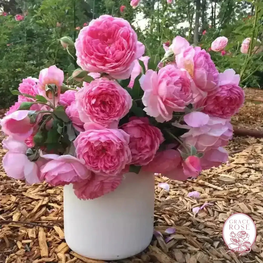 David Austin® AUShunter Potted Rose Bush
