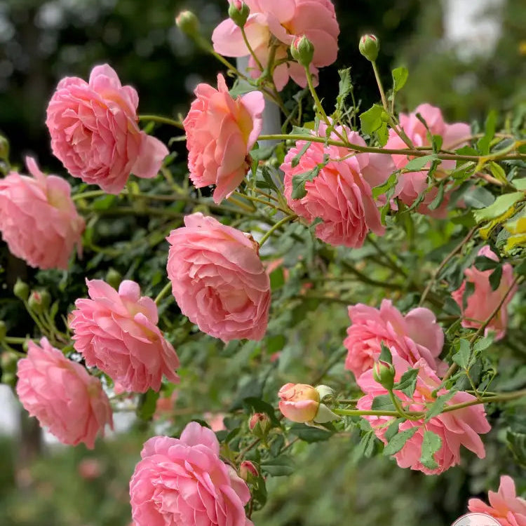 David Austin® AUShunter Potted Rose Bush