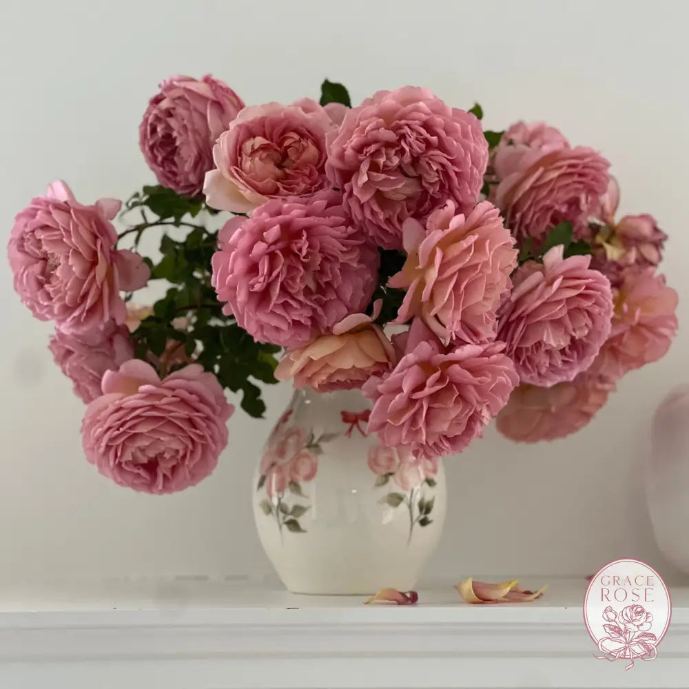 David Austin® AUShunter Potted Rose Bush