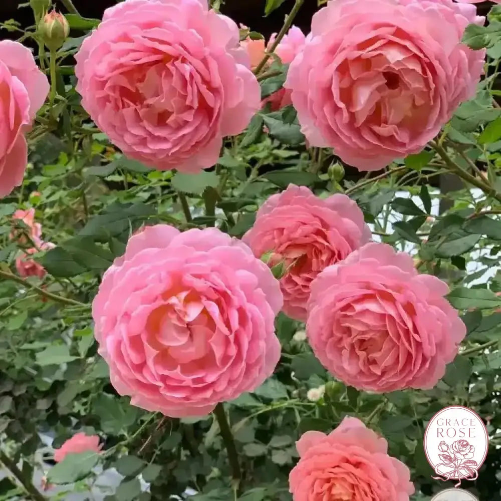 David Austin® AUShunter Potted Rose Bush