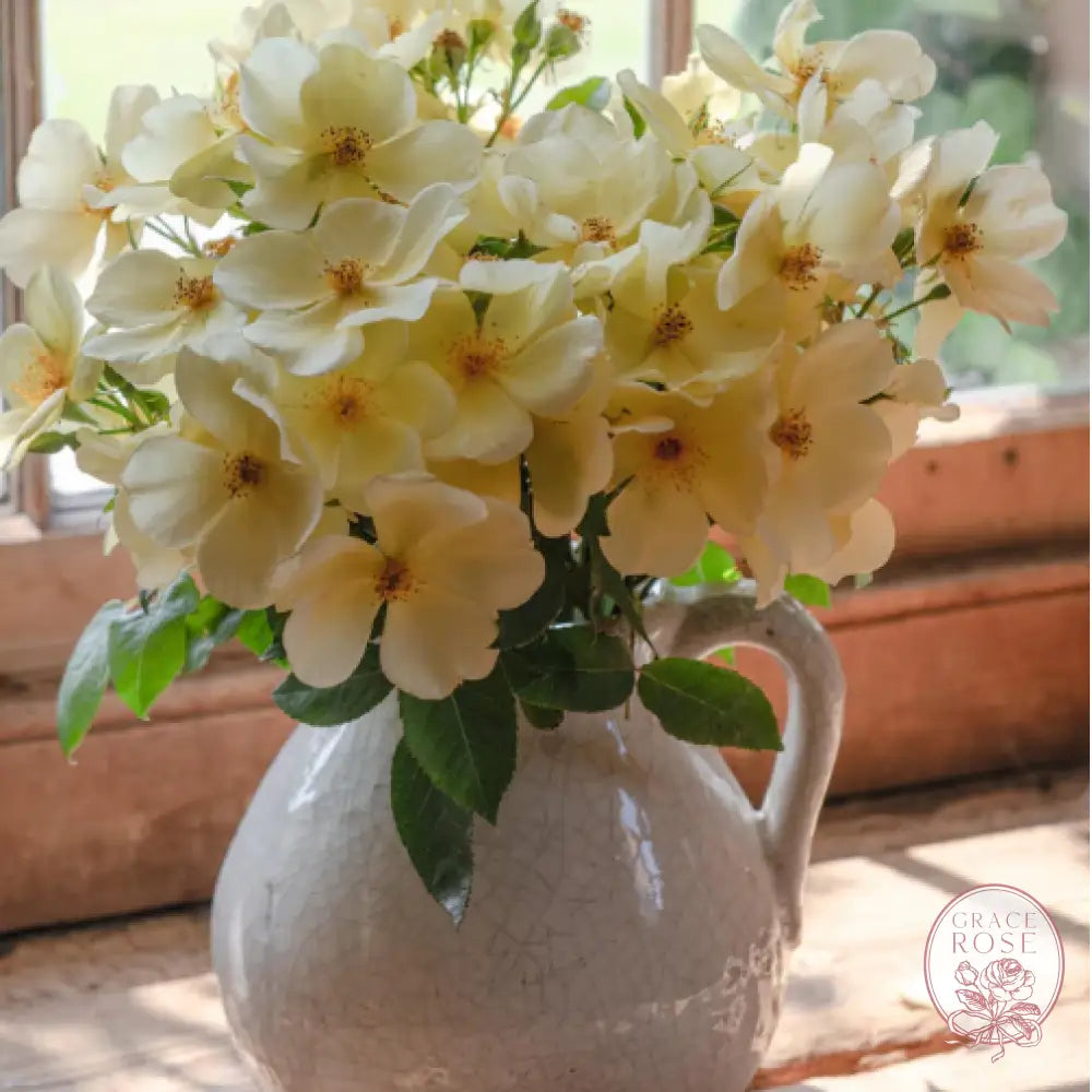 David Austin® Tottering By Gently Potted Rose Bush