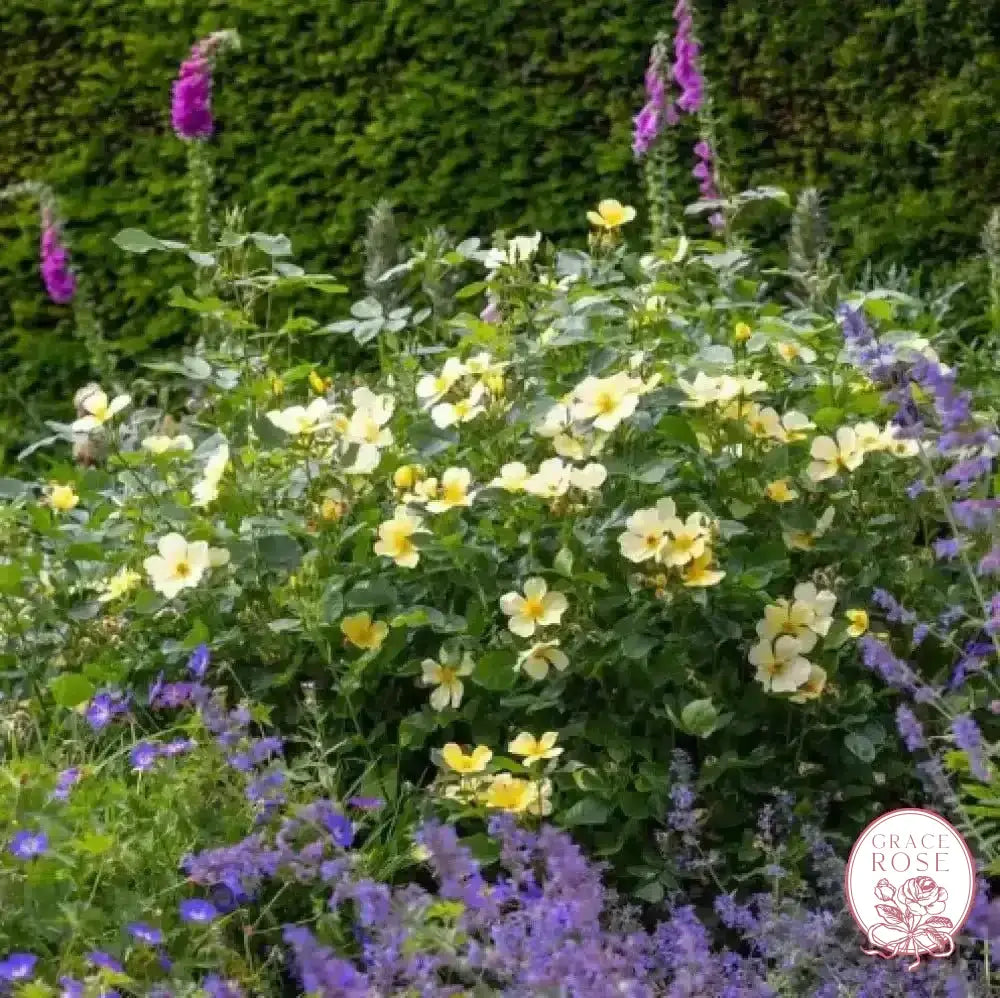 David Austin® Tottering By Gently Potted Rose Bush