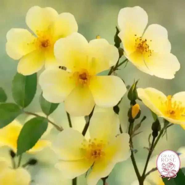 David Austin® Tottering By Gently Potted Rose Bush