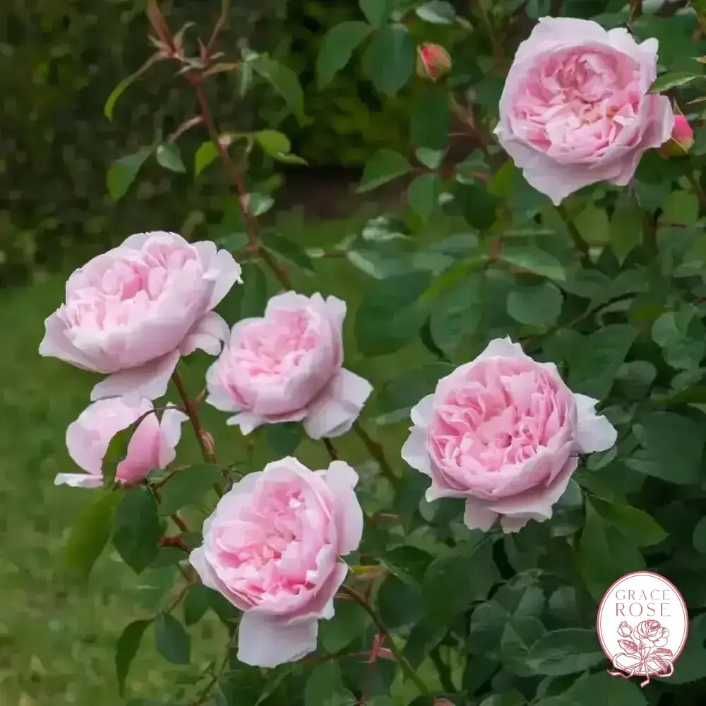 David Austin® Wisley 2008 Potted Rose Bush