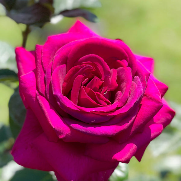 Della Reese ™ Potted Rose Bush