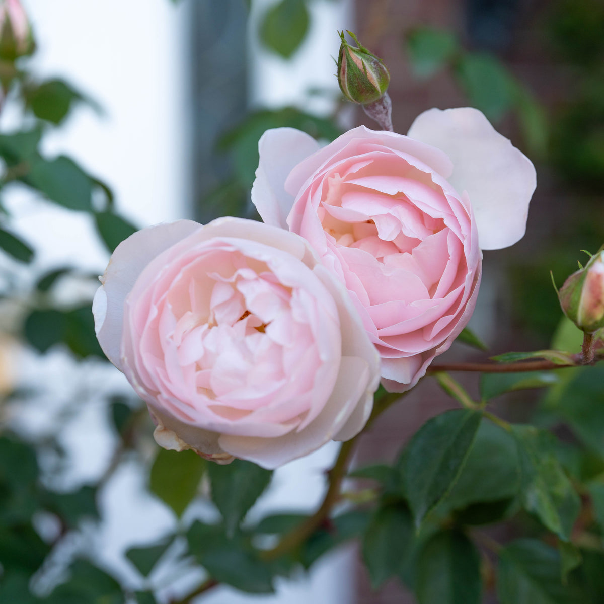 Desdemona® Bare Root Rose Bush