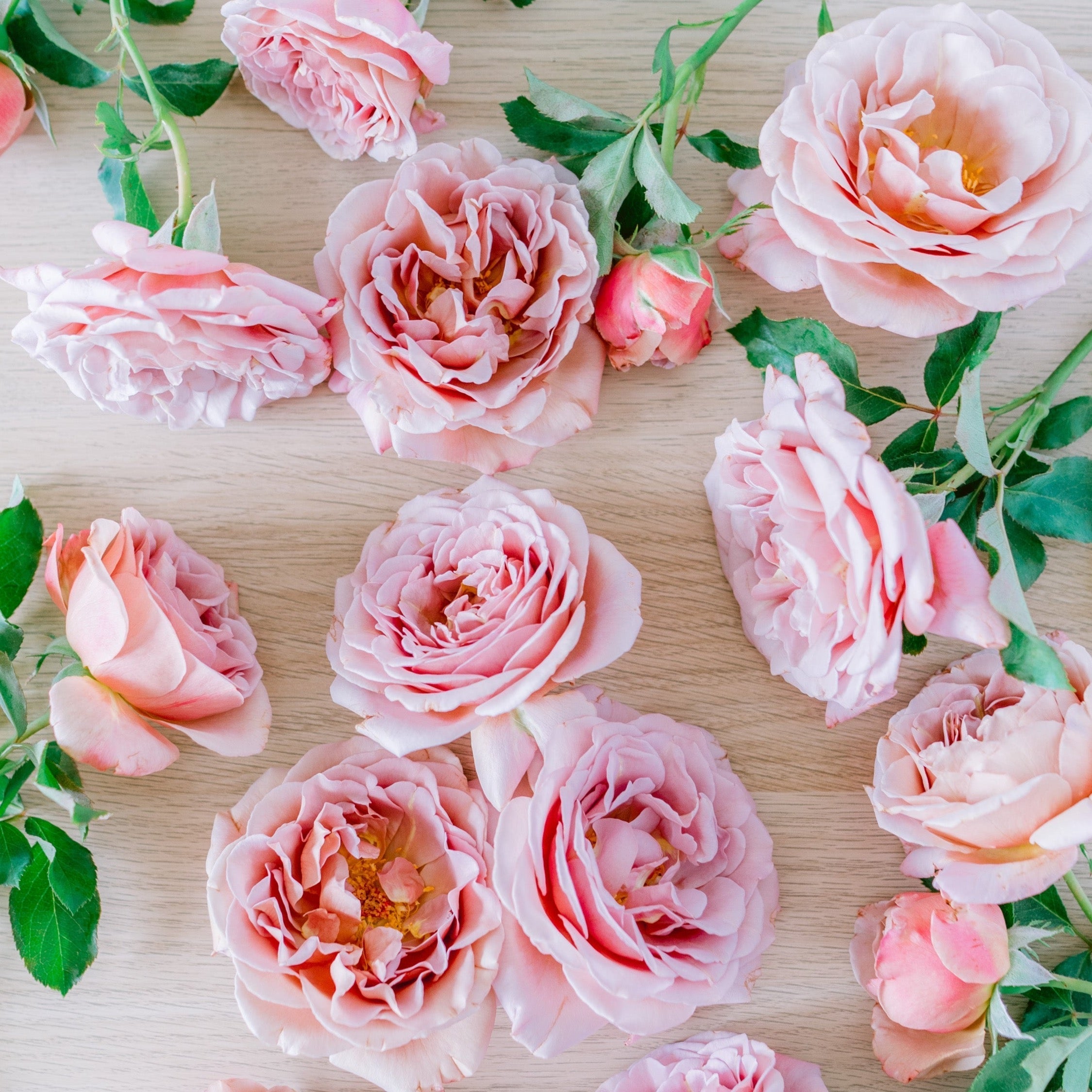 Koko Loko™ Potted Tree Rose