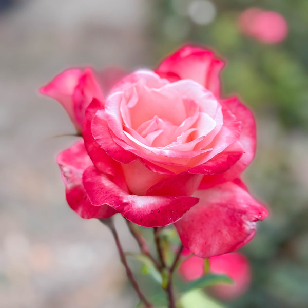 Double Delight™ Potted Tree Rose