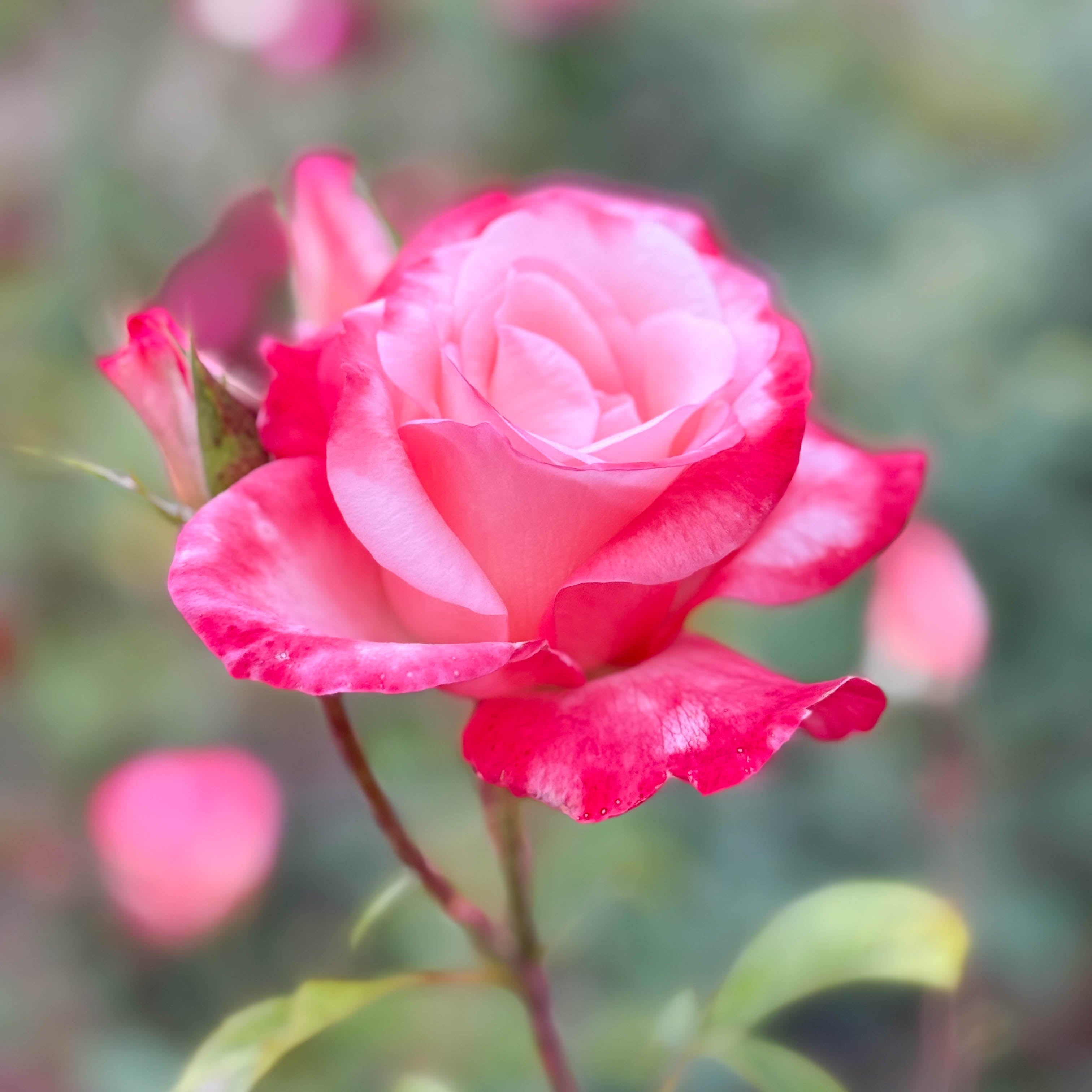 Double Delight™ Bare Root Rose Bush