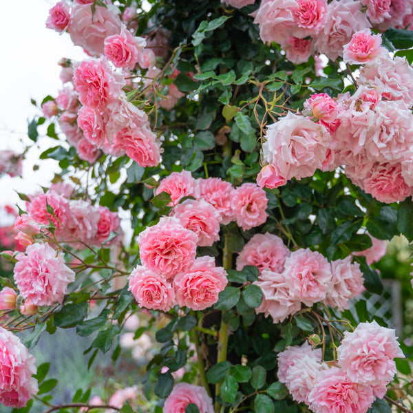 Dream Weaver™ Potted Climbing Rose
