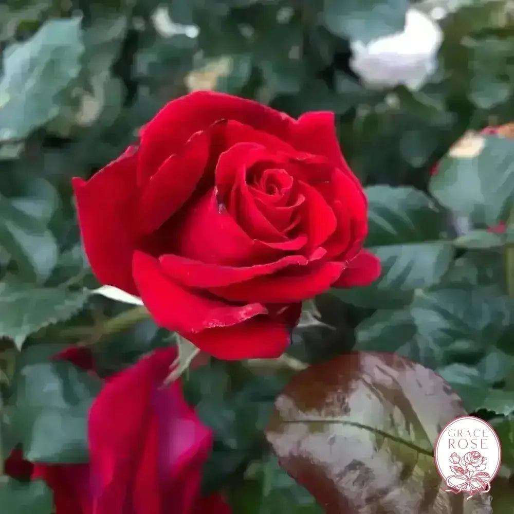 Drop Dead Red™ Potted Tree Rose