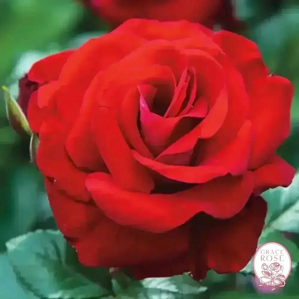 Drop Dead Red™ Potted Tree Rose