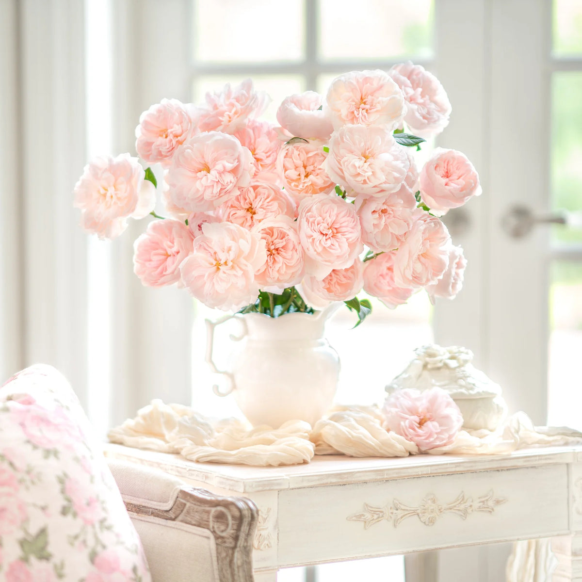 Sabrina Potted Climbing Rose
