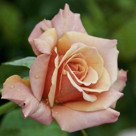 Singing in the Rain Rose Bush