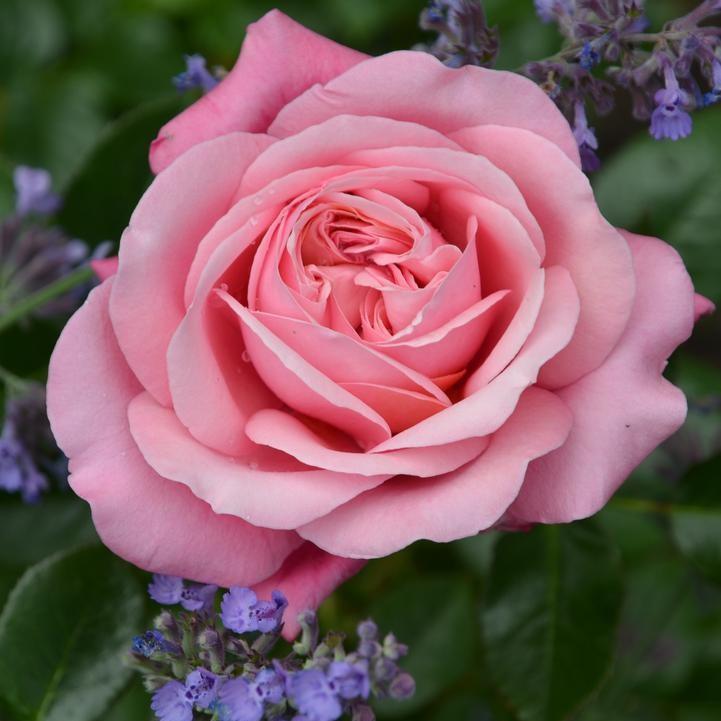 Fragrant Showpiece™ Blush Bare Root Rose Bush