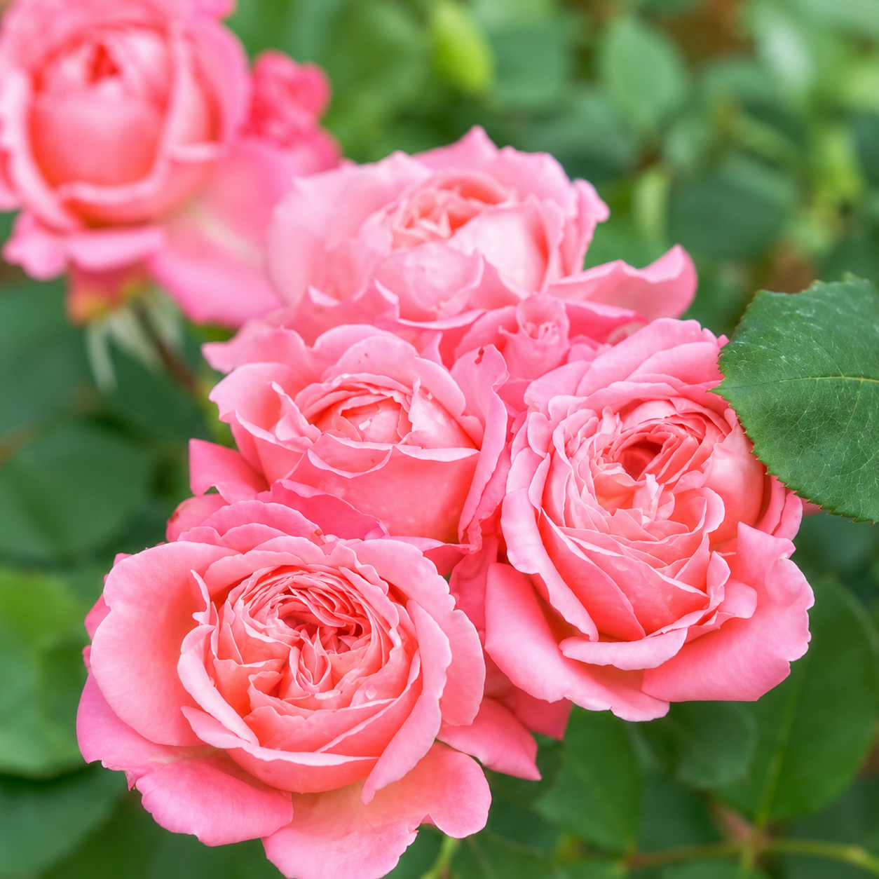Proven Winners® Reminiscent™ Coral Rose Potted Rose Bush