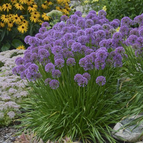 Allium Millenium Ornamental Potted Onion