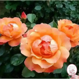 Easy Going & Livin' Easy® Bare Root Tree Rose