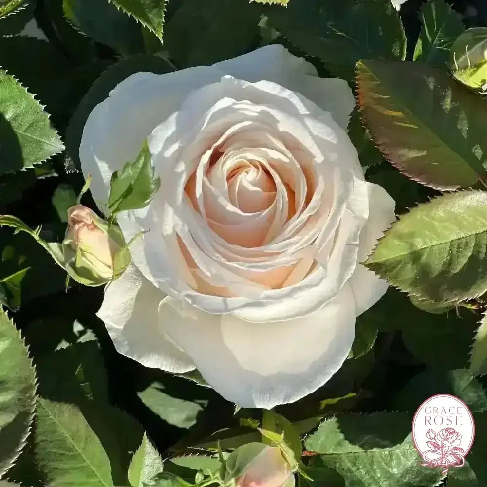 Easy Spirit™ Bare Root Tree Rose