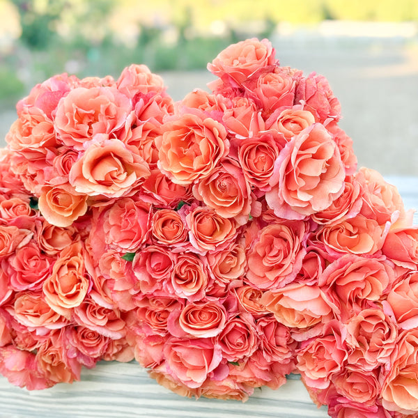 Easy Does It® Potted Tree Rose