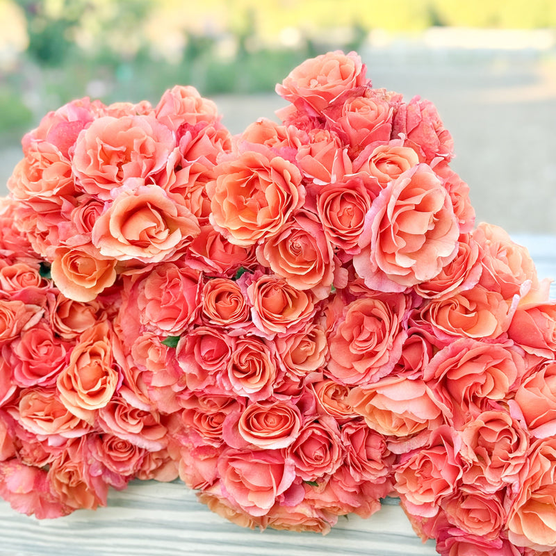 Easy Does It® Bare Root Tree Rose